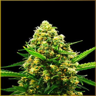 Cannabis Seeds Auto Hypnotic Feminised
